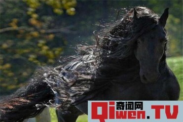 揭秘世界最帅马 佛理斯的腓特烈二世(皮毛油光发...