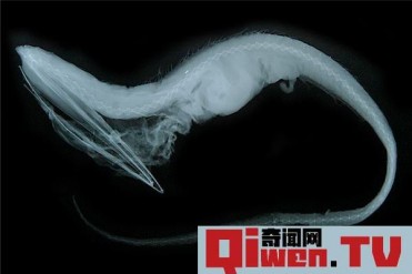 世界上最暴躁的鱼 脾气很大很爱咬人很让人恐惧