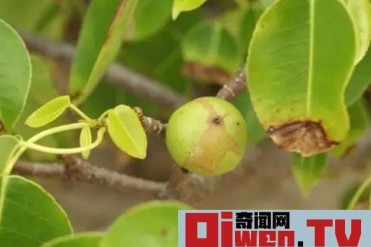 世界上最致命的树 果实像苹果 不能躲雨 吃烧砍摸