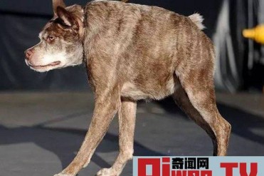 世界最丑的狗狗大比拼 最丑冠军可获1500美金