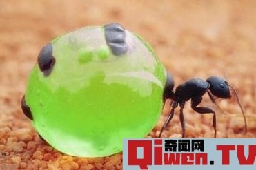 世界上最好吃的蚂蚁 沙漠蜜蚁(拧掉头部可以直接...