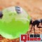 世界上最好吃的蚂蚁 沙漠蜜蚁（拧掉头部可以直接...