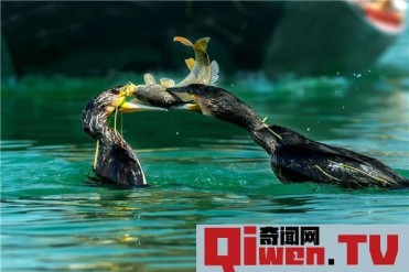 世界上最会捕鱼的鸟类是什么 鸬鹚的捕鱼本领为什...