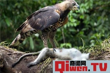世界上最大的老鹰是什么 菲律宾食猿雕(身材庞大...