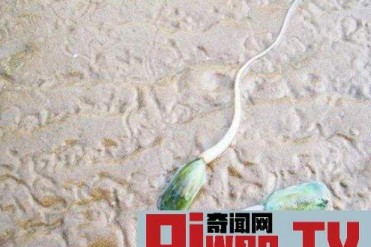 世界上现存最古老的生物舌形贝