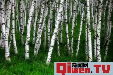 世界上最软的木头是什么 巴沙木(质量轻硬度软)