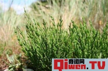世界上最耐旱的种子植物 沙那菜瓜的生长环境