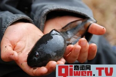 世界上蝌蚪最大的蛙类 不合理蛙 蝌蚪25厘米 成体...