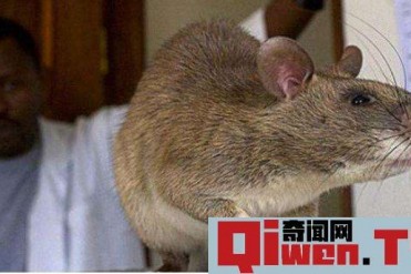 世界上最大的老鼠长什么样子