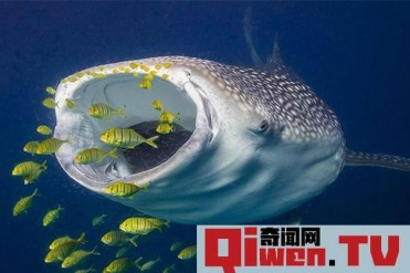 现存体型最大的软骨鱼 鲸鲨 最像鲸鱼的鲨鱼 长12米