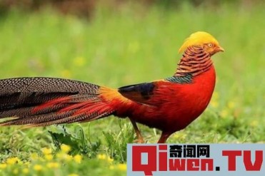 世界上最美丽的鸟Top5 天堂极乐鸟第二(第一在中...