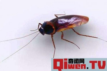 世界十大常见害虫 第二第三夏天乱飞极其常见