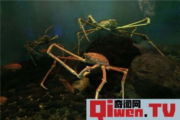 世界上最奇特的螃蟹是什么 蜘蛛蟹(长得像蜘蛛的...