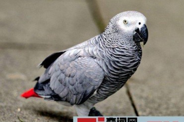 世界上最聪明的鹦鹉排行榜(非洲灰鹦鹉会150个单...