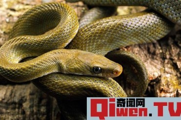 世界上最记仇的五大动物 平头哥垫底第二记仇十年