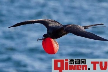 世界上速度最快的鸟 军舰鸟时速418千米(游隼俯...