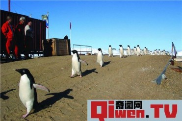 世界上最干旱的大洲是哪个洲 南极洲(干旱难耐)