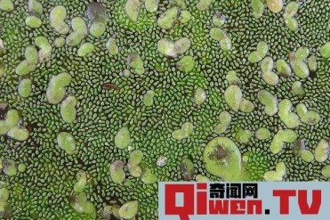 世界上最小的植物是什么 小芜萍(长0.6毫米宽0.3...