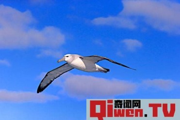 世界上飞行能力最强的鸟 信天翁(能长时间翱翔海...