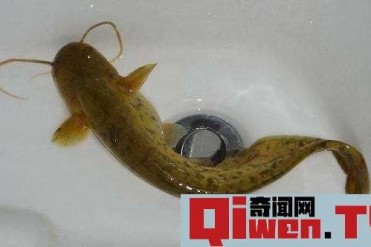 辟谣鲶鱼是垃圾鱼