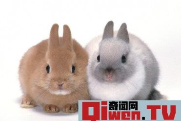 世界上最小的兔子 荷兰侏儒兔长大净重1.2千克 掌...