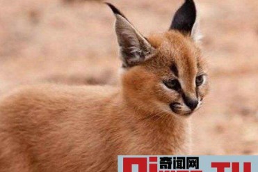 世界上最贵最稀有的猫 高达23400美元 大约16万人...