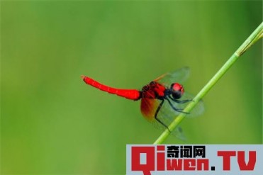 世界上最小蜻蜓是什么 侏红小蜻(体长不超2厘米...
