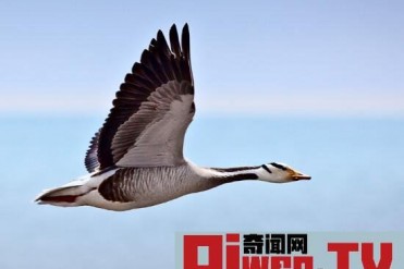 世界上飞得最高的鸟类 斑头雁 9000米 飞越喜马拉...