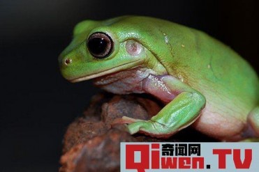 世界上最可爱的青蛙(憨厚的外表体形肥胖可爱)