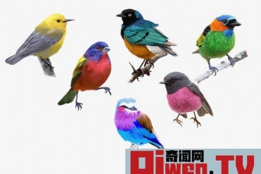 中国四大名鸟 第一声音动听第三价格最贵几十万一只