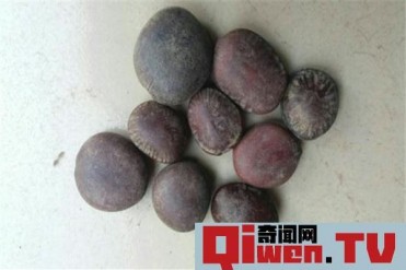 世界上最大的豆子 缅甸国植物木腰子(最大达90多...