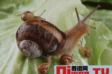 带硬壳的动物有哪些 第4种很是神奇你一定不认识