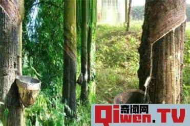 世界上最神奇的牛奶树 牛奶树为什么会产生 牛奶