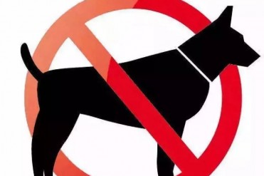 天津金毛能办狗证吗(罚没犬只可领养!天津即将...
