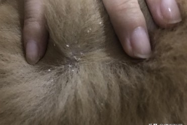 金毛身上皮屑多怎么办(你家的狗狗皮毛“下雪花”...