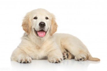 金毛狗多少钱一只可以买(金毛犬多少钱一条?金...