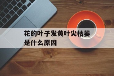 花的叶子发黄叶尖枯萎是什么原因