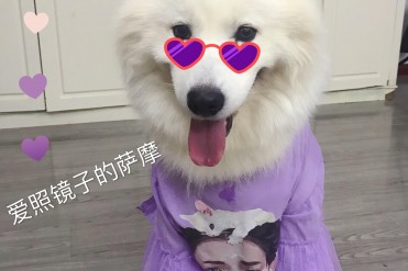 金毛一岁乱咬东西乱叫(你想知道,如何制止狗狗...