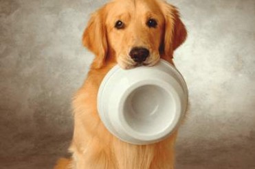 金毛犬吃什么食物最好(别委屈金毛这吃货了,除...