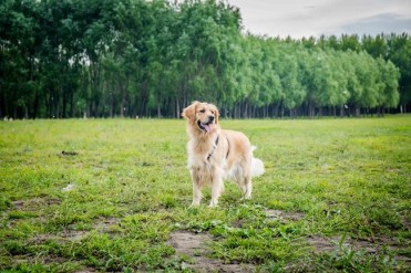 金毛狗为什么不长毛(金毛毛短怎么回事?为啥我家...