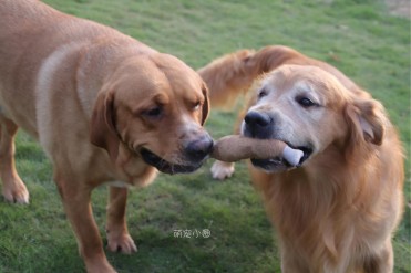 金毛犬怎么训练才听话(养金毛狗时,掌握这4点技...