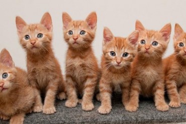 猫咪体外驱虫药哪种好
