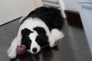 40天金毛发抖怎么回事(狗狗为什么会发抖?原因有...