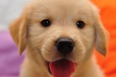 小金毛幼犬的喂养方法(该如何饲养一只刚领回家...