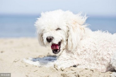 金毛狗子宫蓄脓怎么办(什么是犬子宫蓄脓?该如...