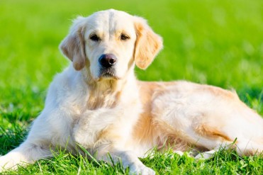金毛犬的饲养指南(金毛犬怎么喂养?如何给狗狗...
