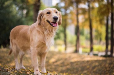 1岁金毛呕吐怎么办(金毛犬呕吐怎么办?)