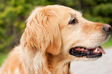 金毛犬会不会经常掉毛(金毛为啥总掉毛?教你几...