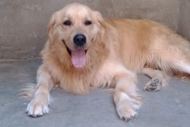 金毛寻回犬和金毛有什么区别(金毛为什么叫寻回...