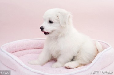 金毛皮肤发红怎么回事(狗狗皮肤发红是什么原因...